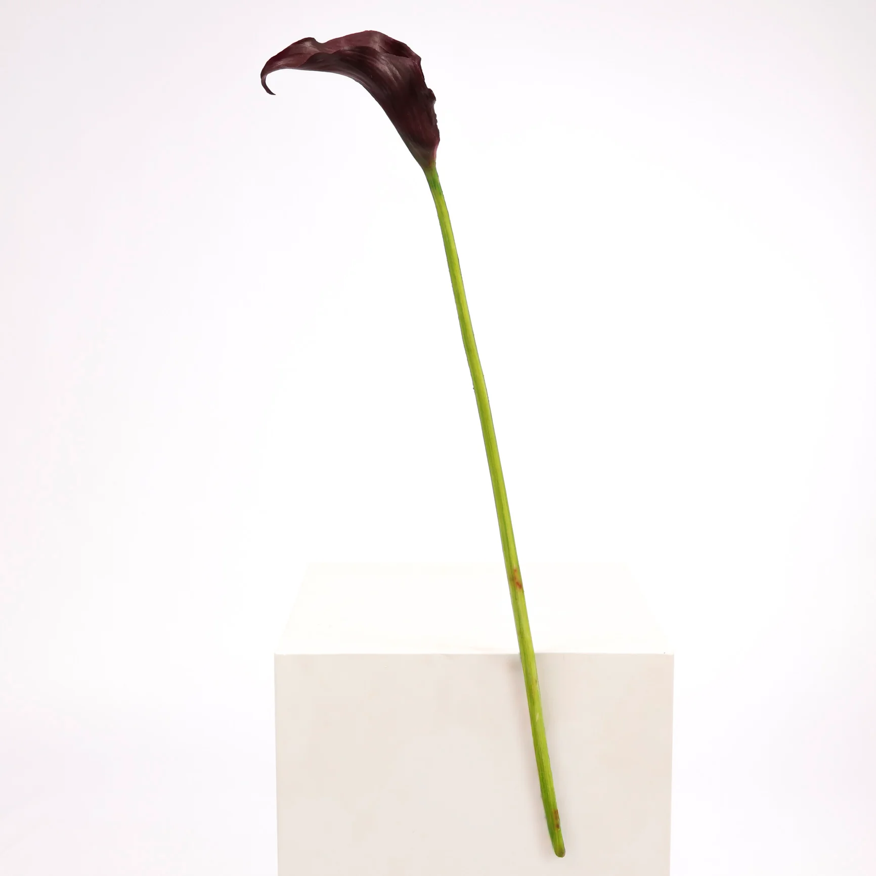 Artificial Calla Lily - Dark Purple - Image 3