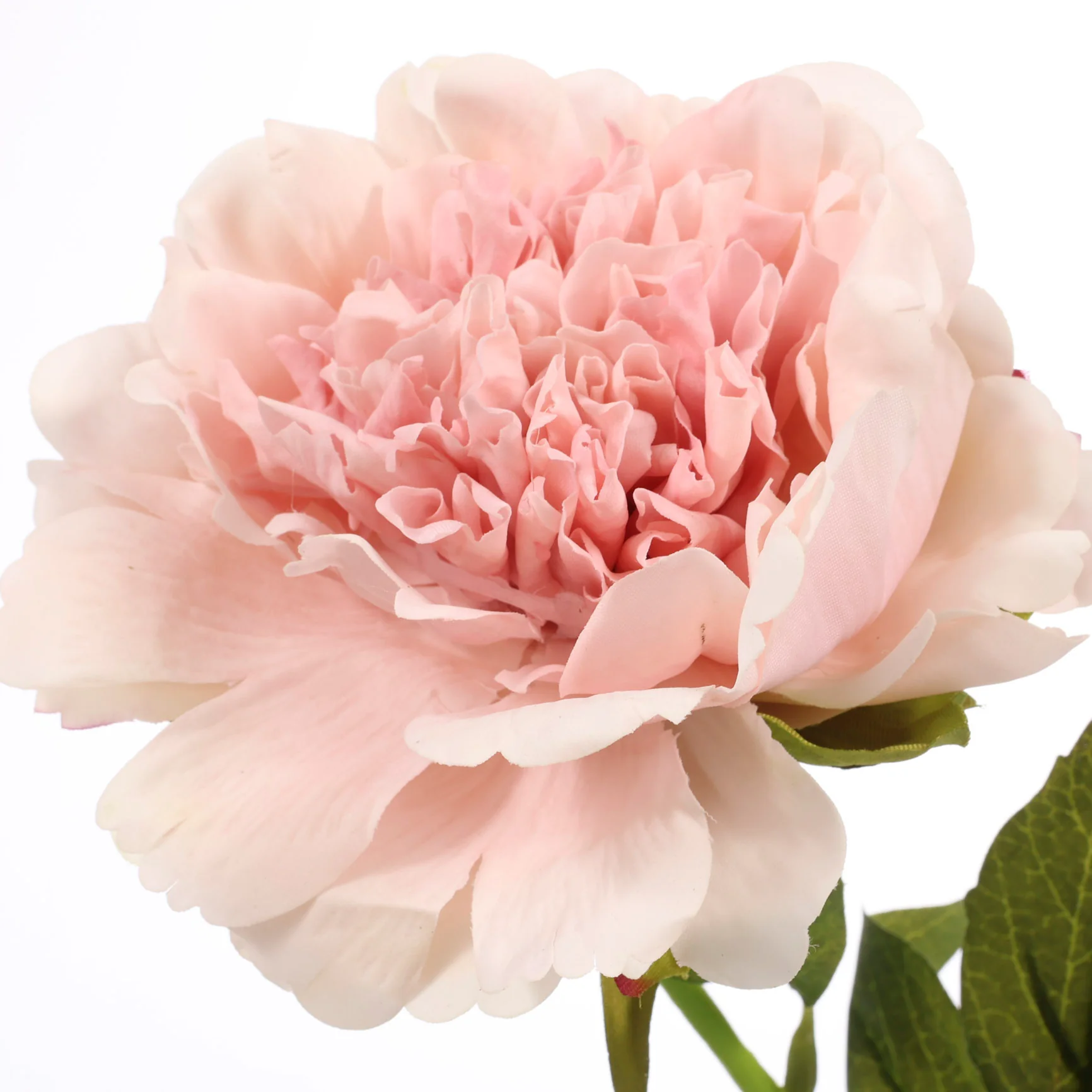 Artificial Real Touch Peony Rose - Large Stem - Blush - Image 5