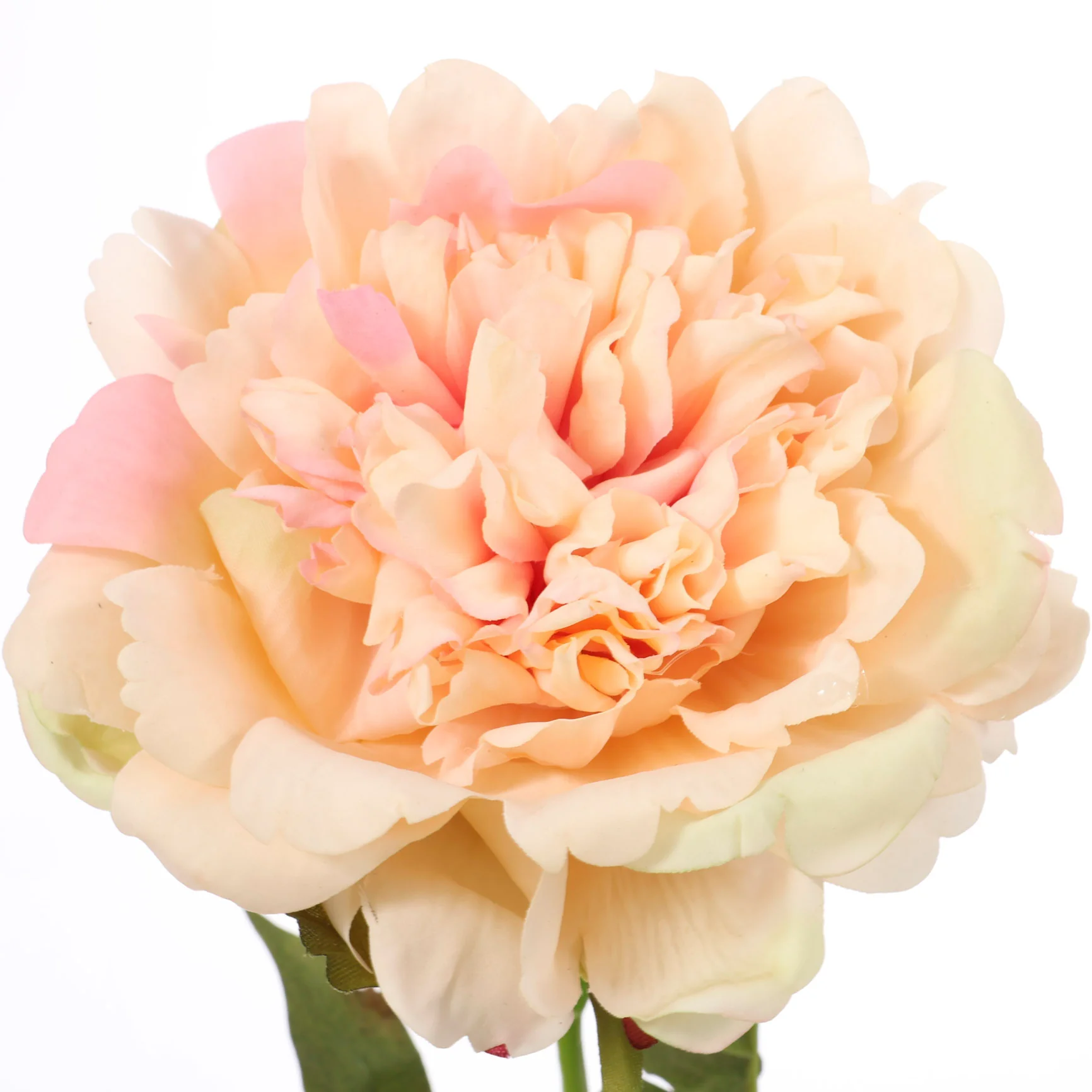 Artificial Real Touch Peony Rose - Large Stem - Peach - Image 4