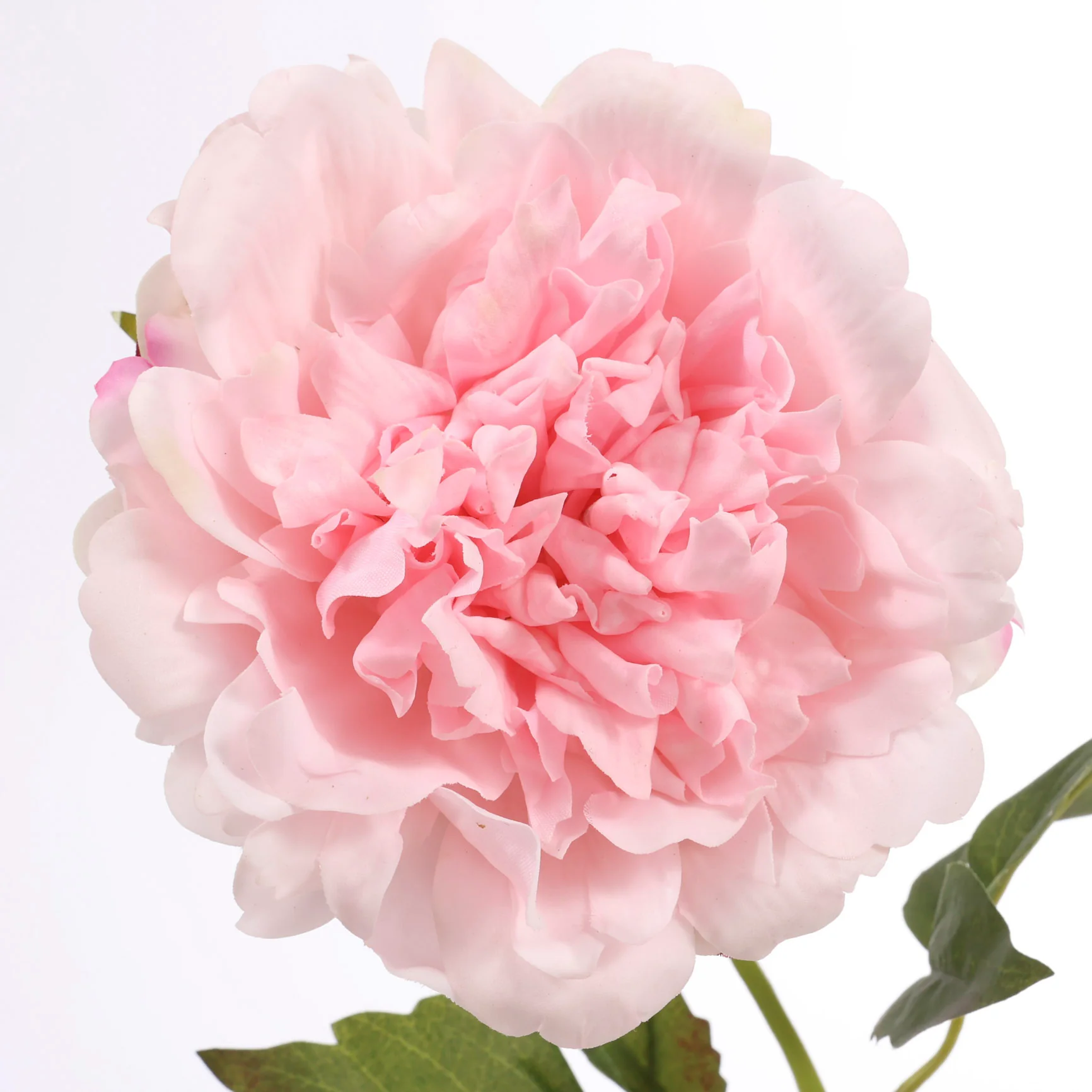 Artificial Real Touch Peony Rose - Large Stem - Light Pink - Image 4