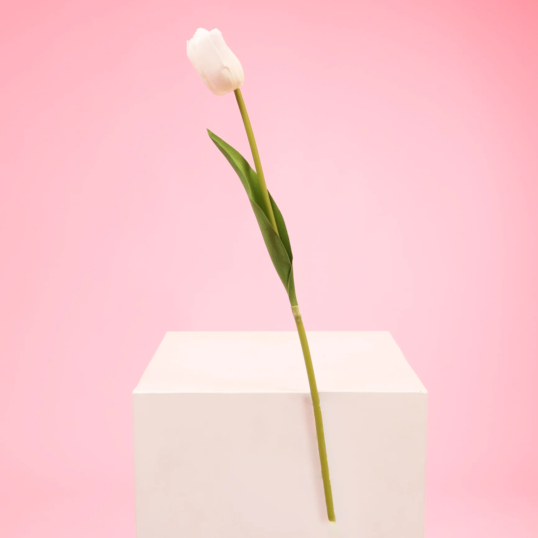 Artificial Tulip Stem- White - Image 5