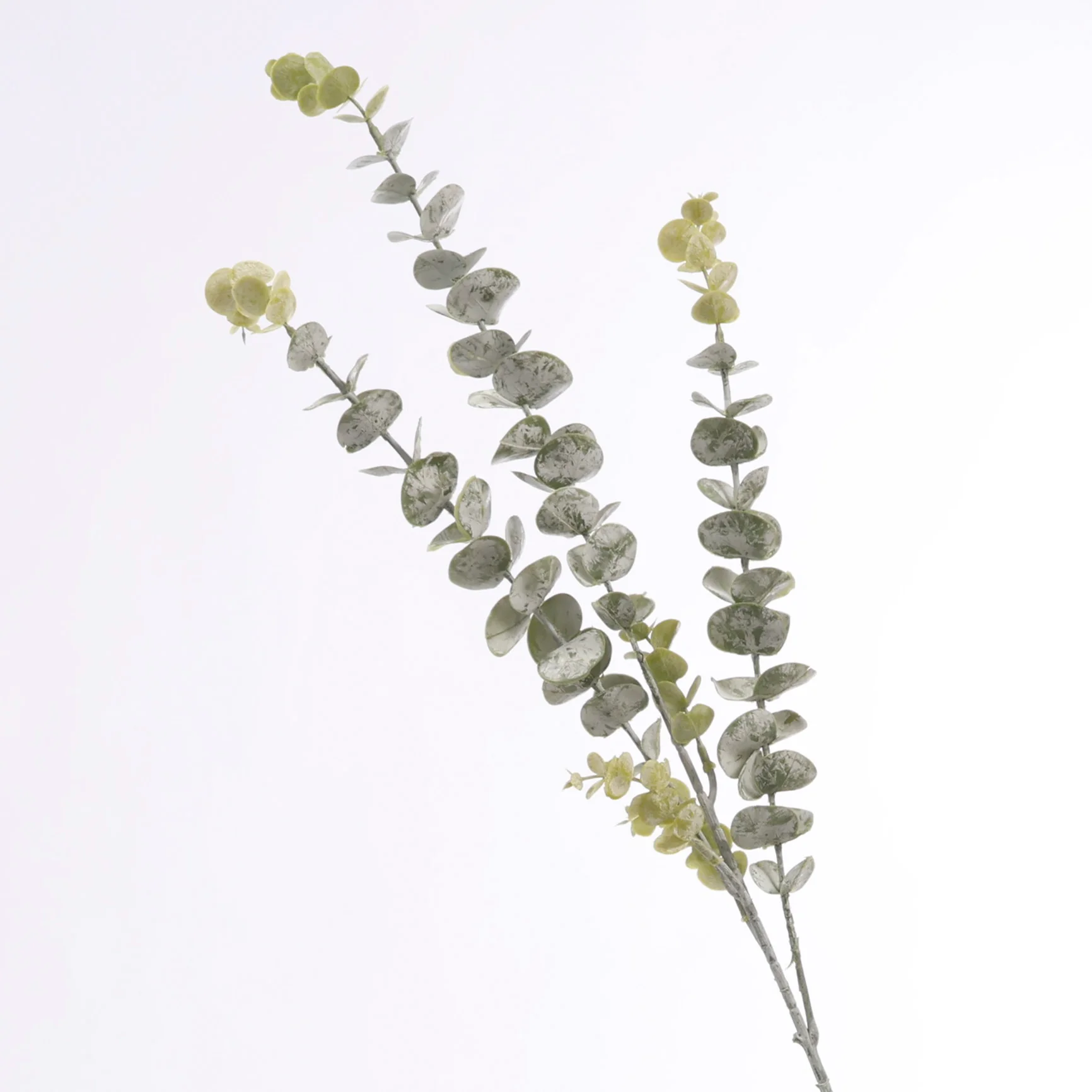 CLEARANCE Frosted Silver Dollar Eucalyptus Stem