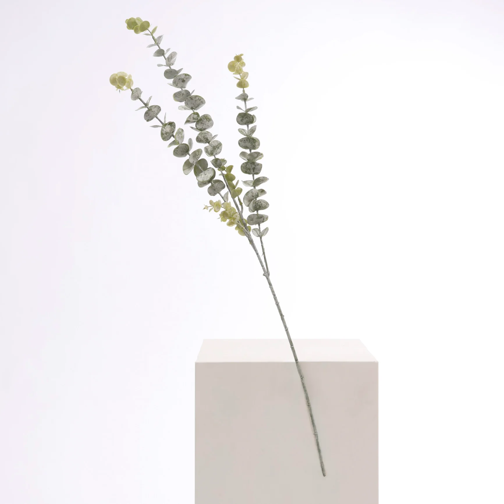 CLEARANCE Frosted Silver Dollar Eucalyptus Stem - Image 3