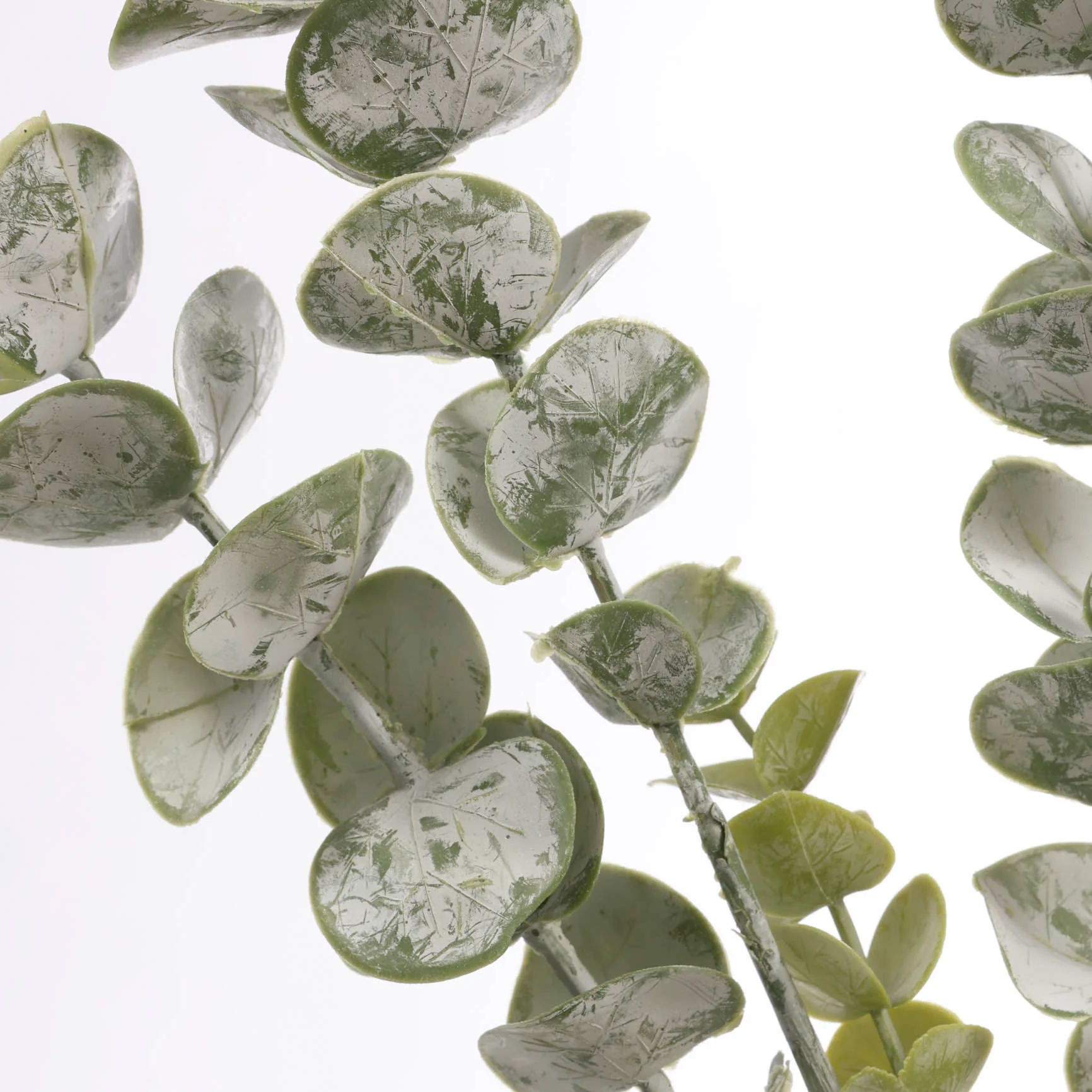 CLEARANCE Frosted Silver Dollar Eucalyptus Stem - Image 4