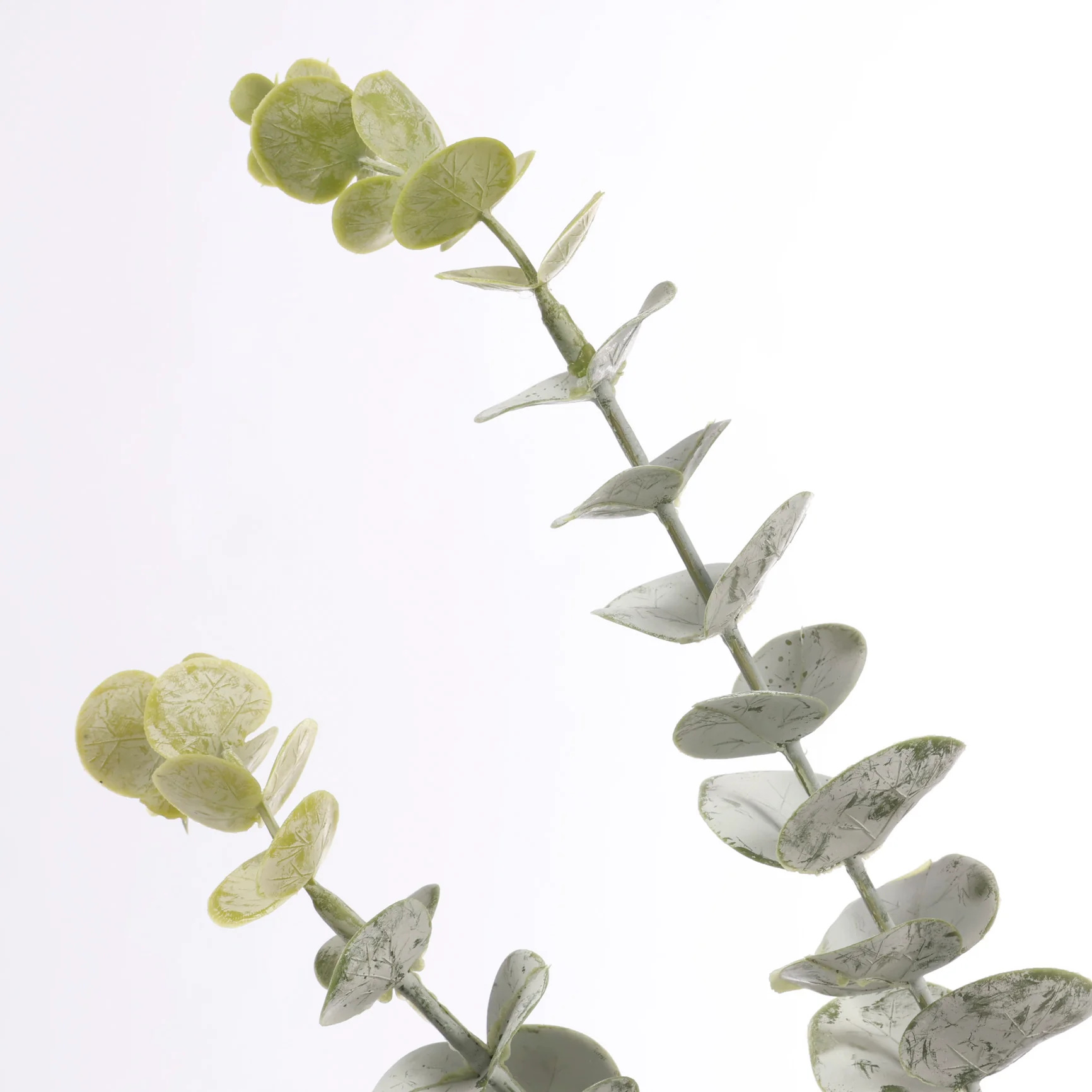 CLEARANCE Frosted Silver Dollar Eucalyptus Stem - Image 5