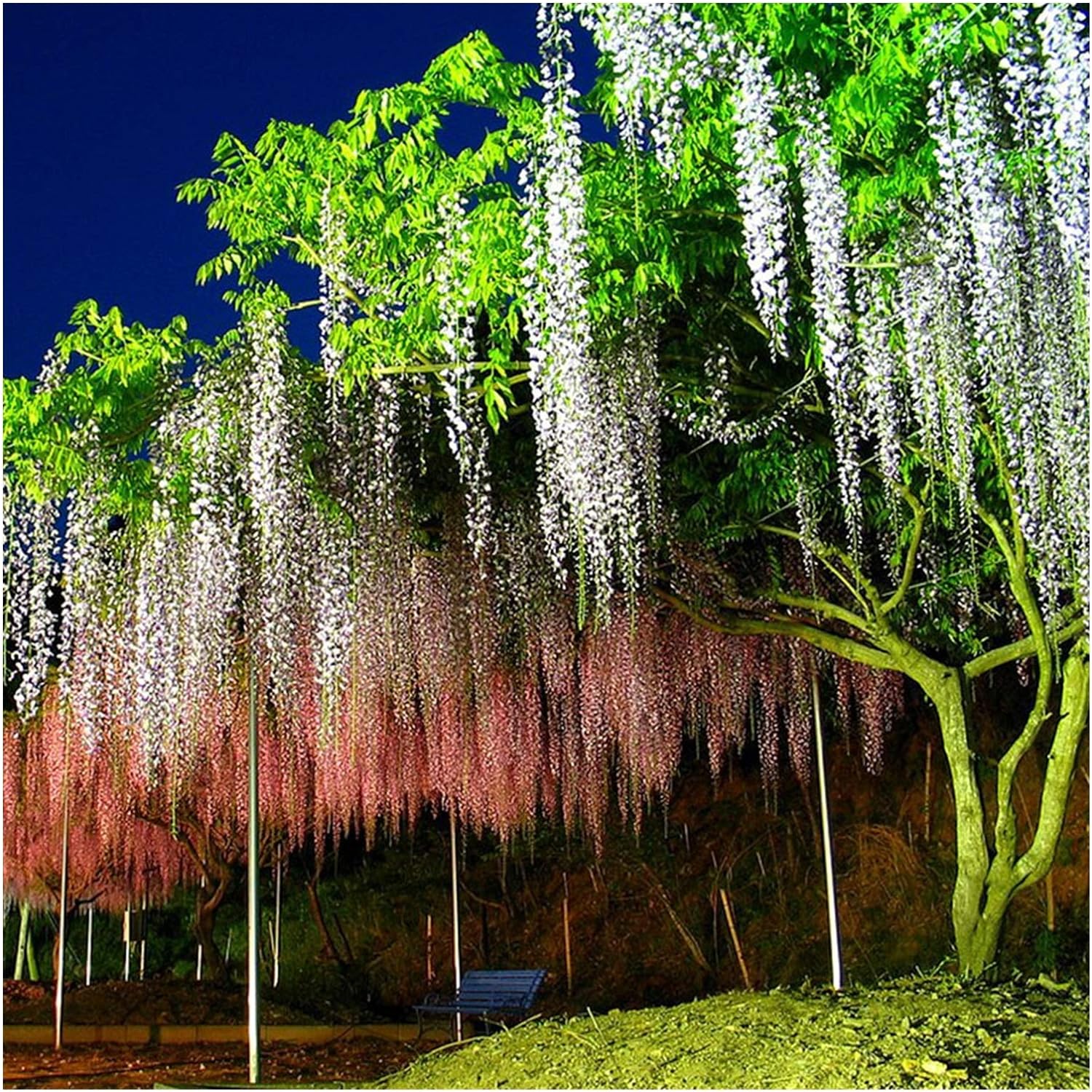 CLEARANCE Large Orchid Hanging Garland - White (2m) - Image 5